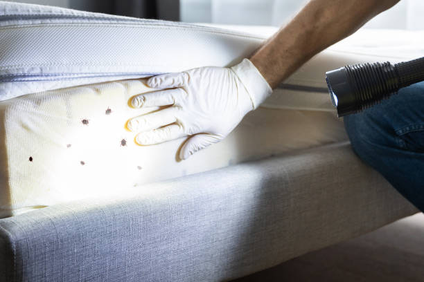 Best Flea Control Services  in Sugarland Run, VA
