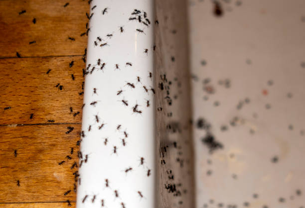 Best Best Pest Control Companies  in Sugarland Run, VA