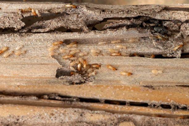 Flea Control Services in Sugarland Run, VA